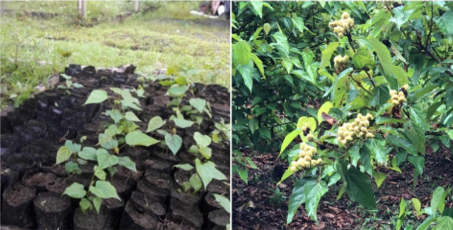 Semillas listas para trasplantar y árbol de achiote